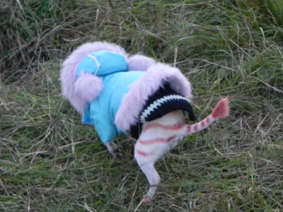 Мото вторжениее Фрязино